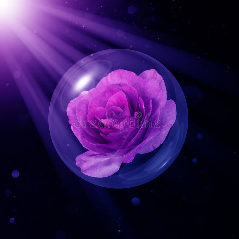 Melody Parfume Rose In Glass Globe Stock Photo - Image of beauty, rose