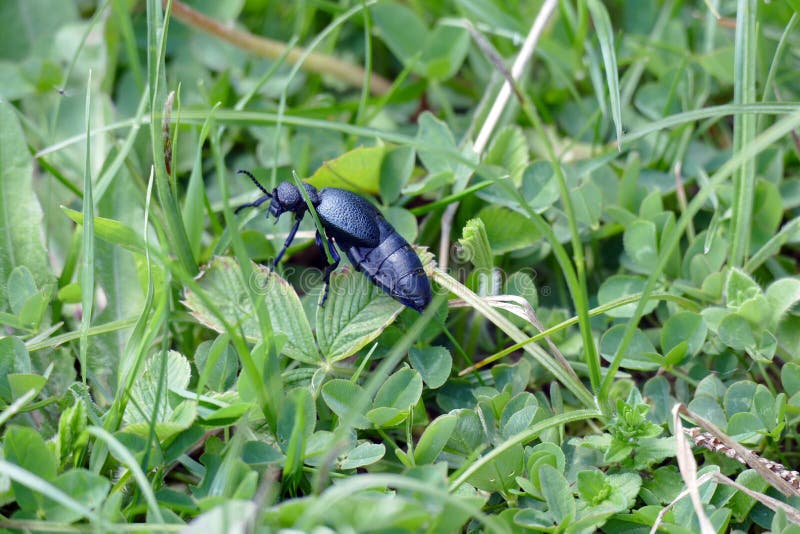 Meloe proscarabaeus royalty-vrije stock foto