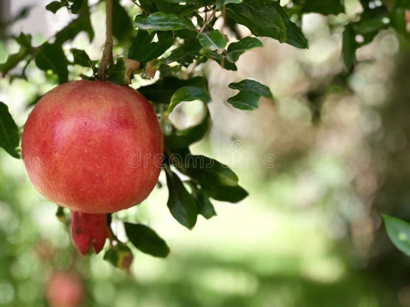 Melograno, frutta tradizionale del nuovo anno ebreo del hashanah di Rosh immagini stock Melograno, frutta tradizionale del nuovo anno ebreo del hashanah di Rosh immagini stock