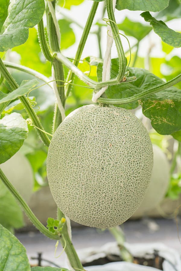 Melon or Cantaloupe Fruit in Plant Nursery. Stock Photo Image of