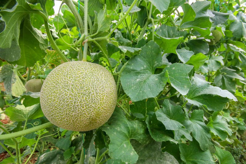 Melon or Cantaloupe Melons Growing in Supported by String Melon Nets