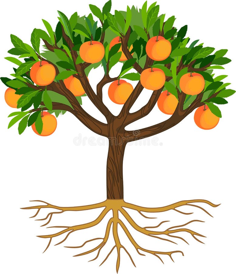 Peach Tree With Ripe Fruits, Green Leaves And Root System Stock Vector