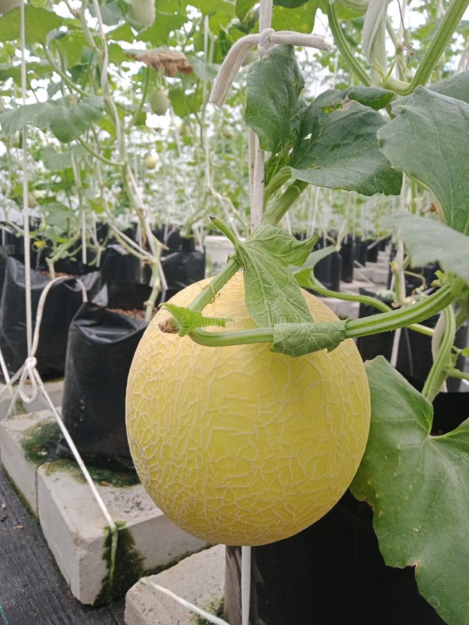 Melon Cultivation from Indonesia Stock Photo Image of cultivation