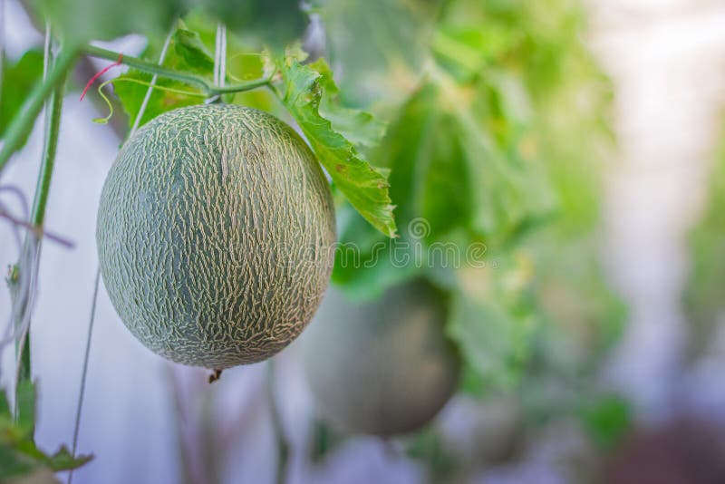 Melon dans le jardin