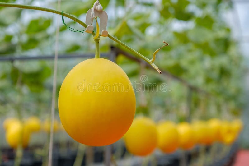 Melon dans le jardin. Le melon jaune pend dans le jardin