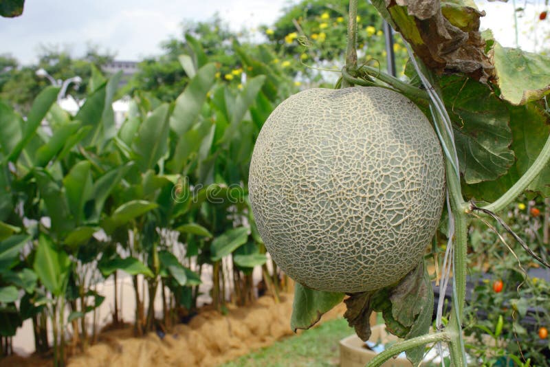 Melon de rosée de miel