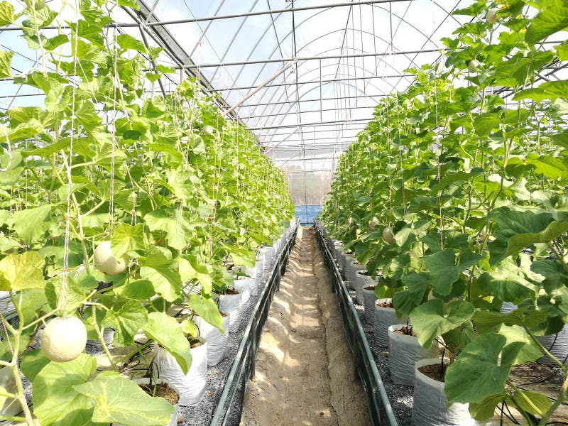 Melon farm in Thailand stock photo. Image of leaves, farm 78068158
