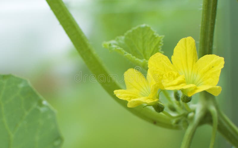 Melon flower stock photo. Image of owngrowing, melon 94984548