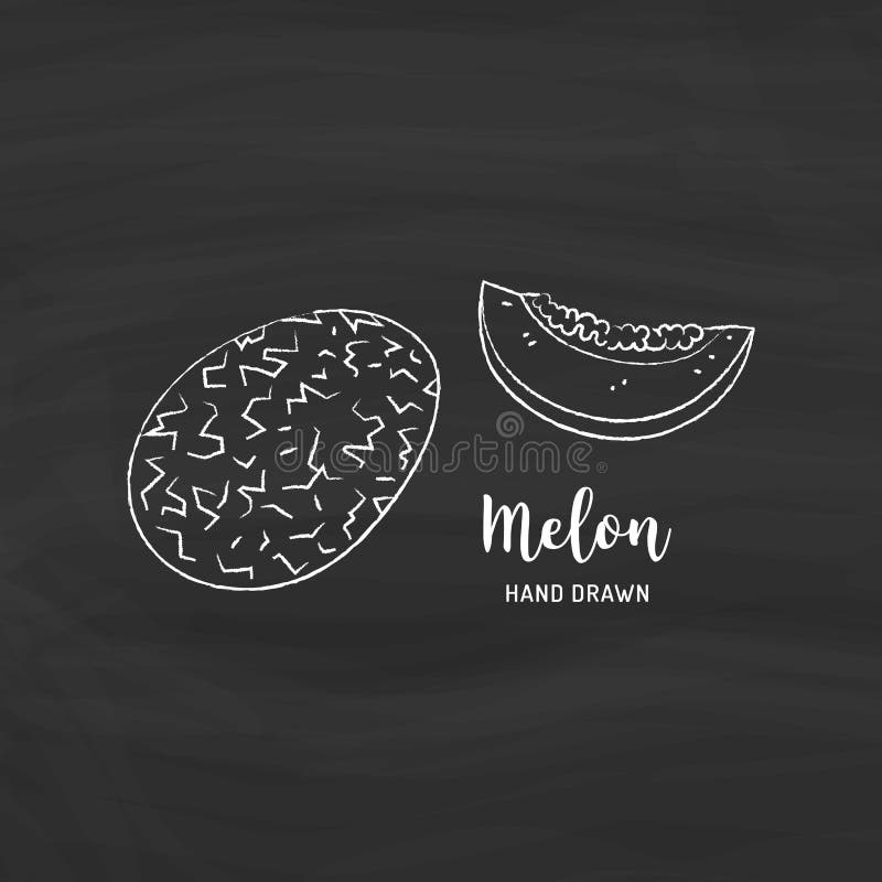 Melon Fruit Drawing. Sketch of Melon with Chalk on Blackboard. Vector