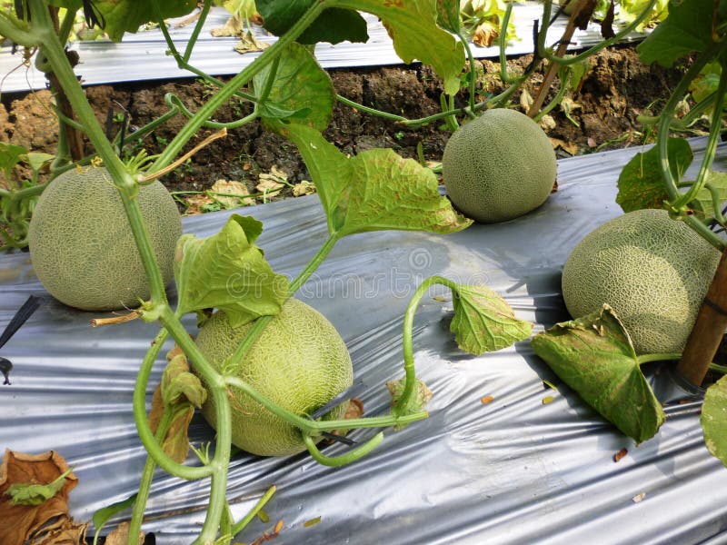 Melon fruit plantation stock photo. Image of harvest 43227718