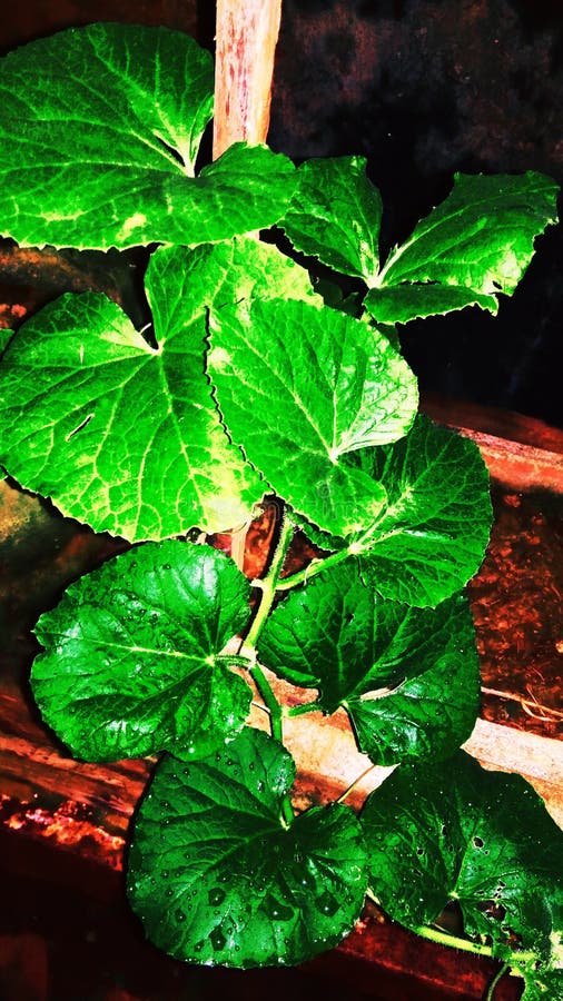 Melon fruit seeds stock photo. Image of seeds, fruit 136437344