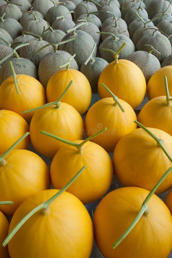 Melon fruit stock photo. Image of japanese, skin, food 46132494