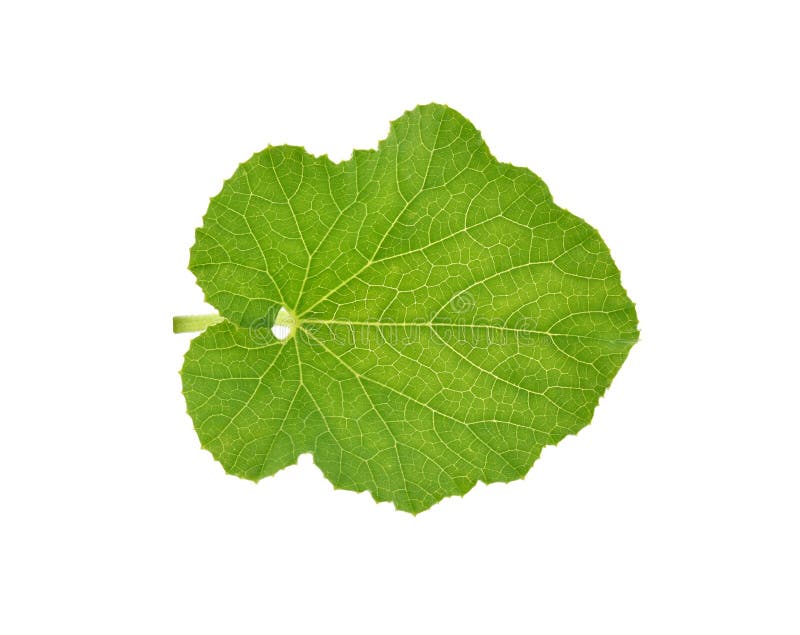 Melon Green Leaf Isolated on White Background Stock Image Image of