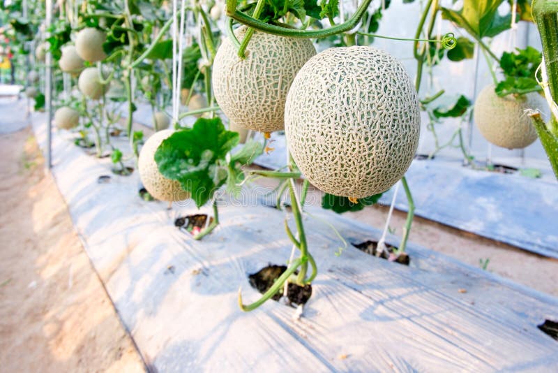 Melon in greenhouse stock photo. Image of crop, ecology 72108410