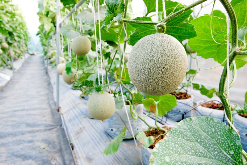Melon in greenhouse stock photo. Image of field, green 72109464