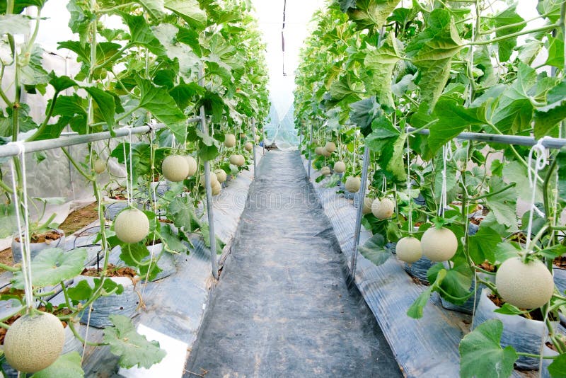 Melon in greenhouse stock image. Image of cantaloupe 72109505