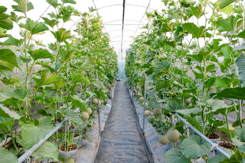 Melon in greenhouse stock photo. Image of field, green 72109464