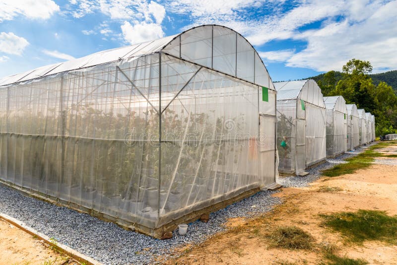 Melon Greenhouse stock image. Image of shelter, food 83959115