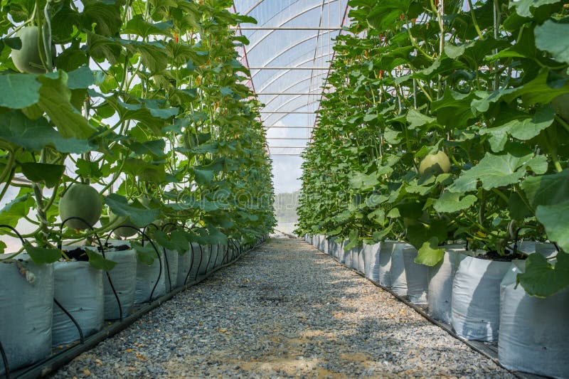 Melon in greenhouse stock photo. Image of collocate, garden 61503762