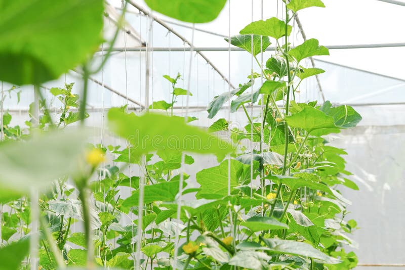 Melon in greenhouse. stock image. Image of green, greenery 85406569