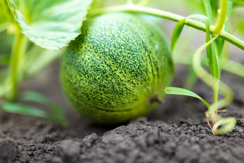 Melon grows on the ground stock image. Image of organic 172655717