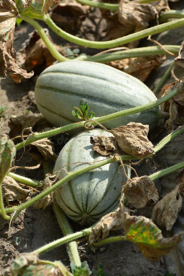 Melon Grows in Open Organic Soil Stock Image Image of healthy, melons