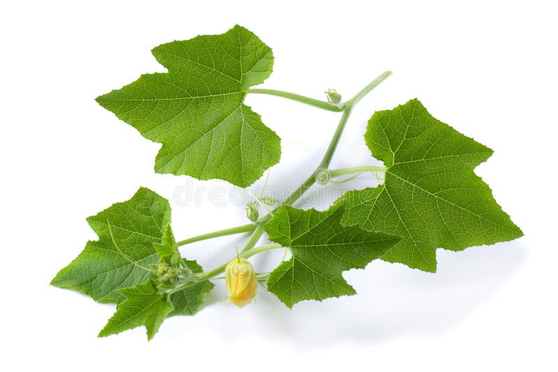 Melon Leaves Isolated on a White Background Stock Photo Image of food