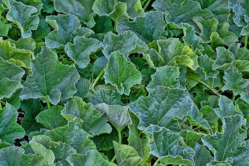 Melon Leaves Stock Photography Image 33015962