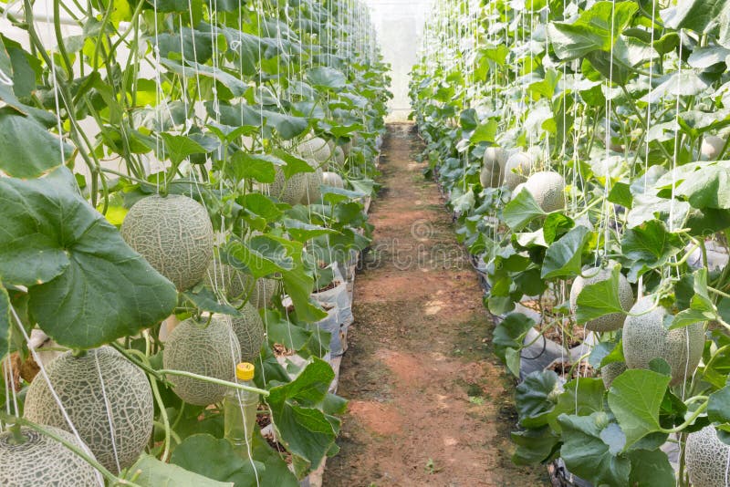 Melon Organic Produce from the Farm. Stock Image Image of food, melon