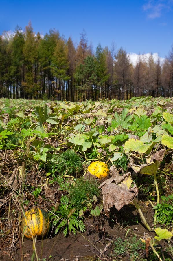 Melon patch stock image. Image of cultivation, crop, autumn 15661369