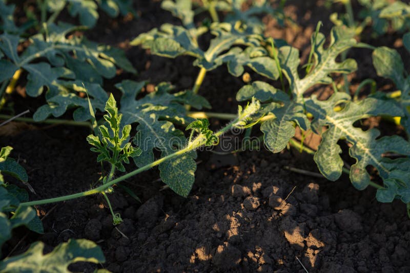 Melon Plant Growing on the Soil Vegetables Garden Organic Food Stock