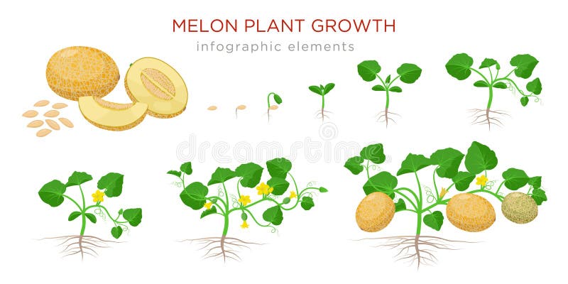 cantaloupe seedlings cantaloupe seedlings