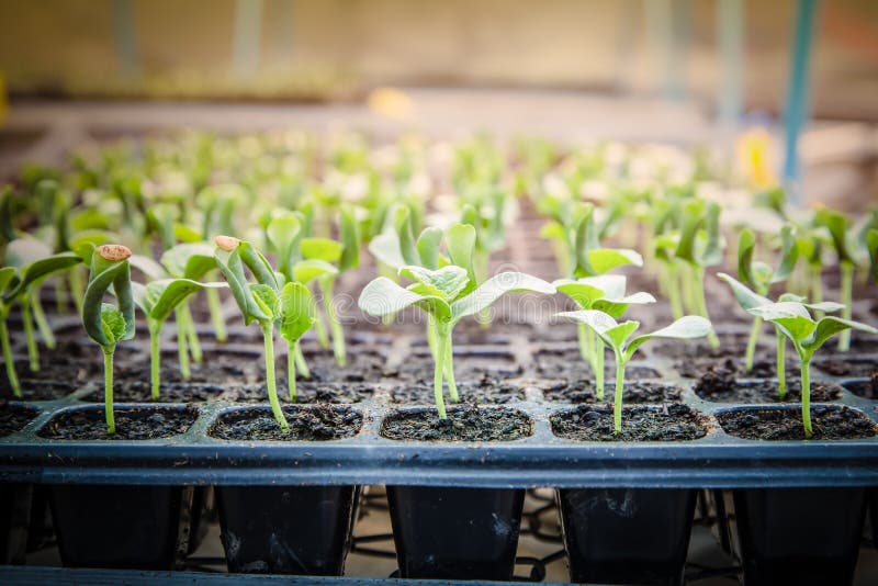 Melon Seedling Growing in Black Plastic Tray Stock Photo Image of