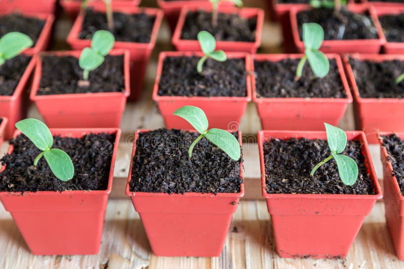 Melon Seedling in Plastic Tray. Stock Image Image of nature, country