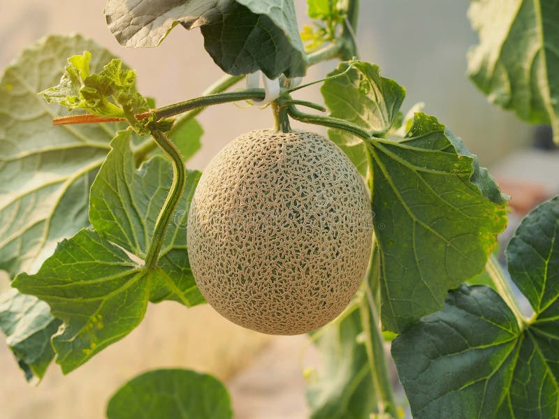 Melon Fruit Hanging on Tree Stock Image Image of environment, garden