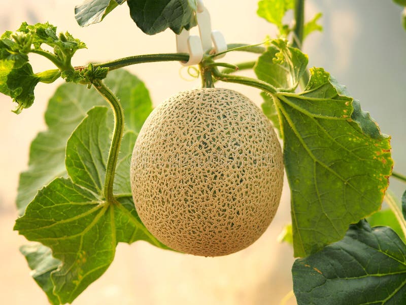 Melon Fruit Hanging on Tree Stock Image Image of farm, growing 249394625