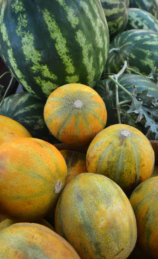 Melon and watermelon stock image. Image of health, food 57987147