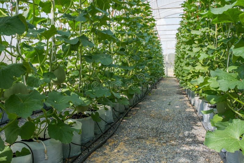 Bewirtschaftende Melone, Melonenplantage Im Hohen Tunnelgewächshaus