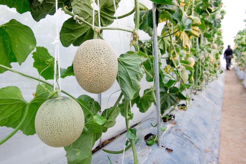 Bewirtschaftende Melone, Melonenplantage Im Hohen Tunnelgewächshaus