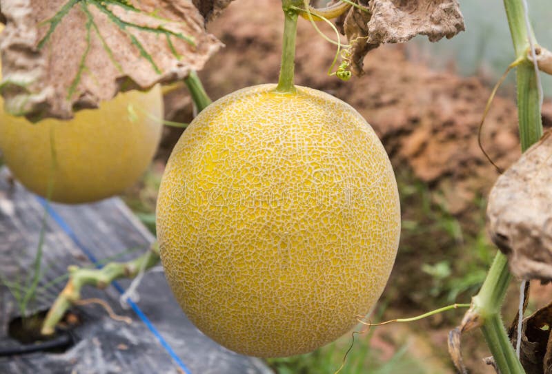 Melones amarillos del melón o del japanness o melón amarillo que crecen en invernadero foto de archivo libre de regalías Melones amarillos del melón o del japanness o melón amarillo que crecen en invernadero foto de archivo libre de regalías