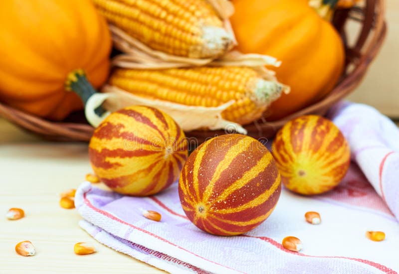 Melones vietnamitas que ponen en la tela de lino delante de la cesta con las calabazas y el maíz de otoño fotografía de archivo Melones vietnamitas que ponen en la tela de lino delante de la cesta con las calabazas y el maíz de otoño fotografía de archivo