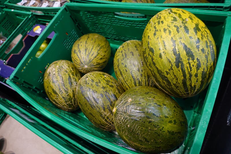 Meloni verdi freschi esposti in gabbie di mercato. Diversi meloni verdi freschi disposti in una cassa verde in un mercato che mostra i loro modelli unici a strisce e i colori vibranti