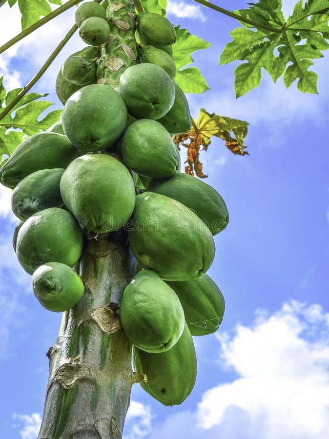 melonowa owocowy drzewo obraz stock melonowa owocowy drzewo obraz stock