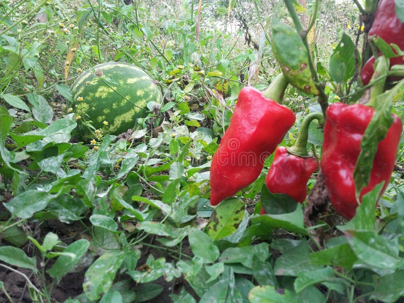 Melons and peppers stock image. Image of food, natural 45481945