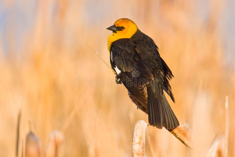 Melro-de-cabeça-amarela, Montana imagens de stock