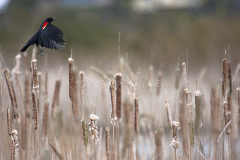 Melro-vermelho imagens de stock