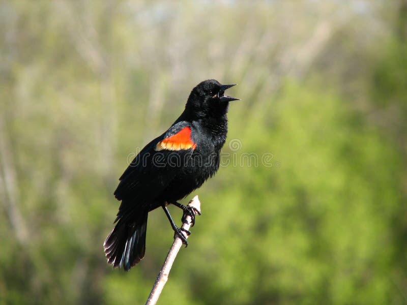 Melro-preto-de-ombro-vermelho 4 fotos de stock