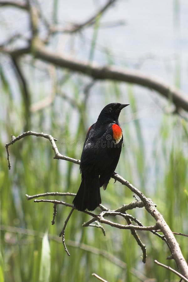 Melro-vermelho imagem de stock royalty free