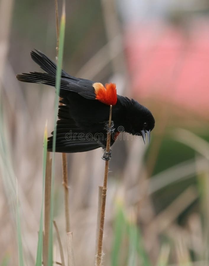 Melro-preto-de-ombro-vermelho fotografia de stock royalty free