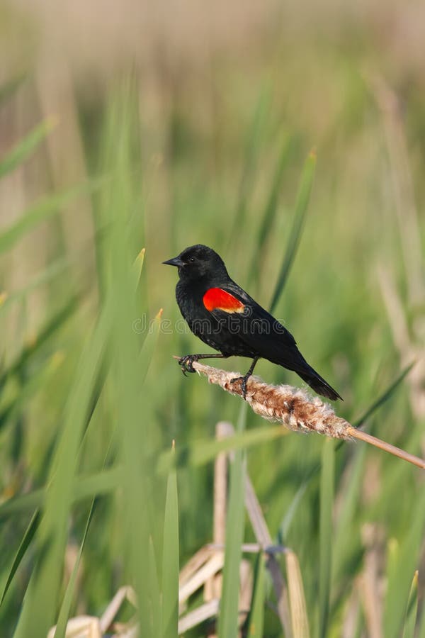 Melro-vermelho-pequeno no pântano foto de stock